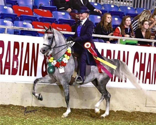 vibrato jr horse